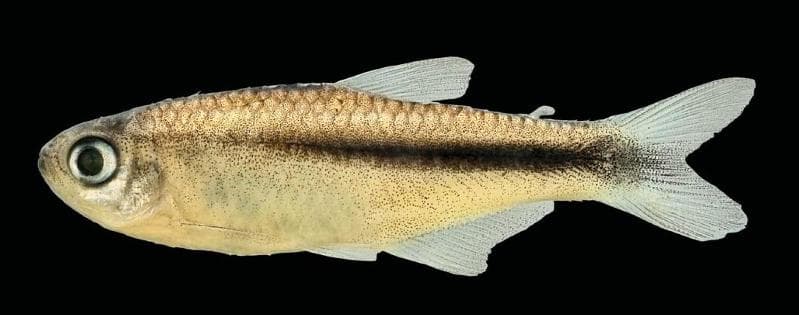 Hyphessobrycon brumado photo