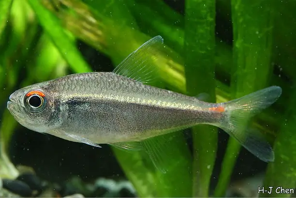 Hyphessobrycon agulha photo
