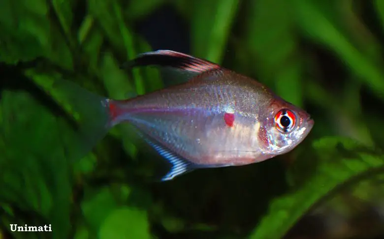 Hyphessobrycon erythrostigma photo