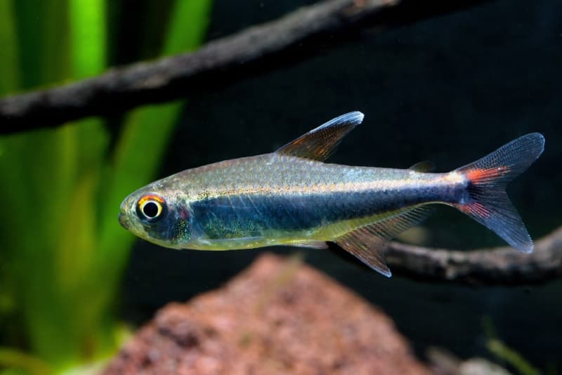 Hyphessobrycon peruvianus photo