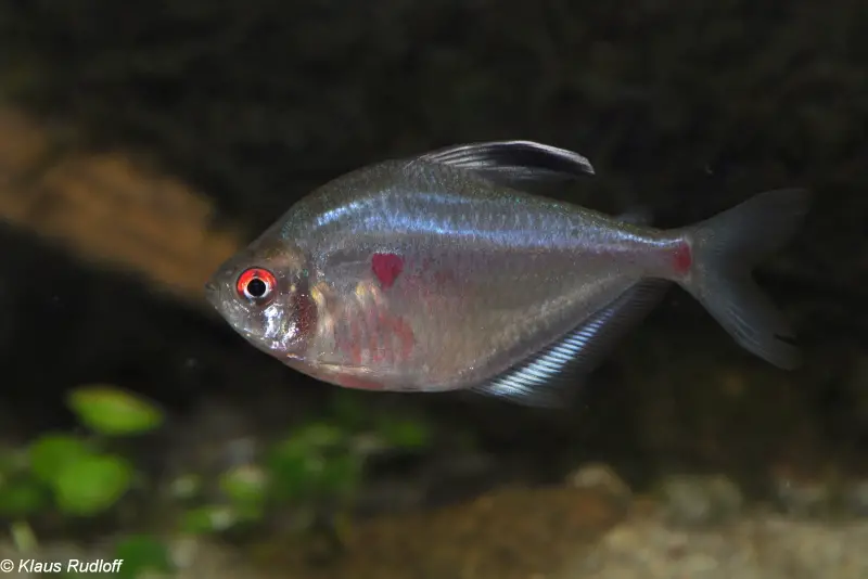 Hyphessobrycon socolofi photo