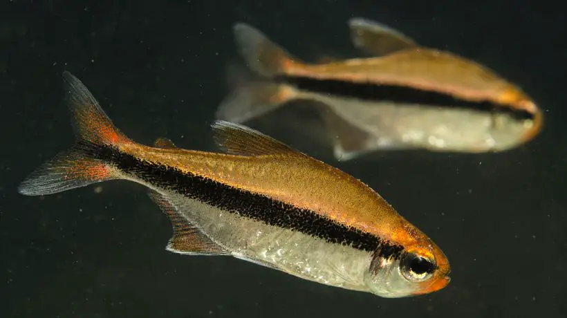 Hyphessobrycon vilmae photo