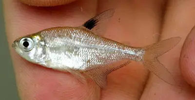 Hyphessobrycon compressus photo