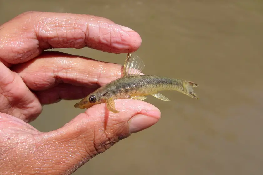Hypoptopoma incognitum photo
