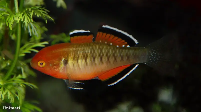 Hypseleotris compressa photo