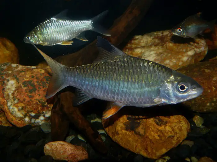 Hypselobarbus jerdoni photo