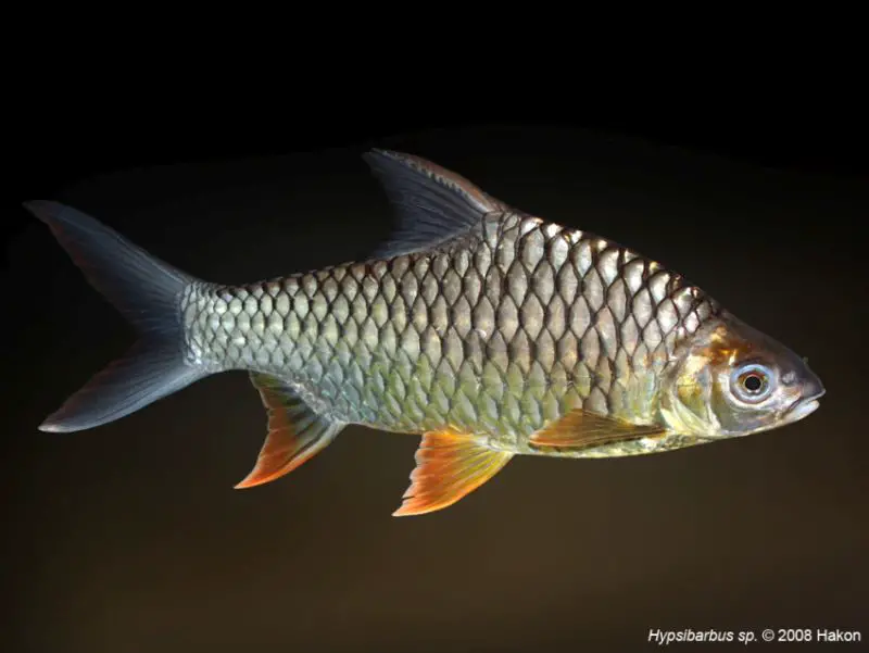Hypsibarbus wetmorei photo