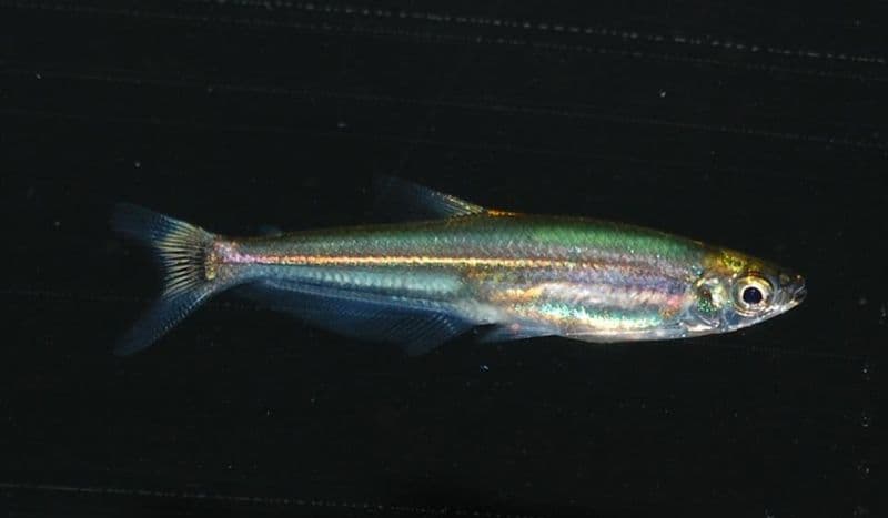 Iguanodectes spilurus photo