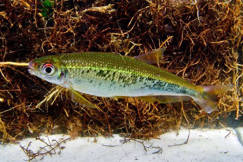 Iguanodectes variatus photo