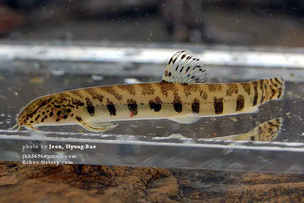 Iksookimia pumila photo