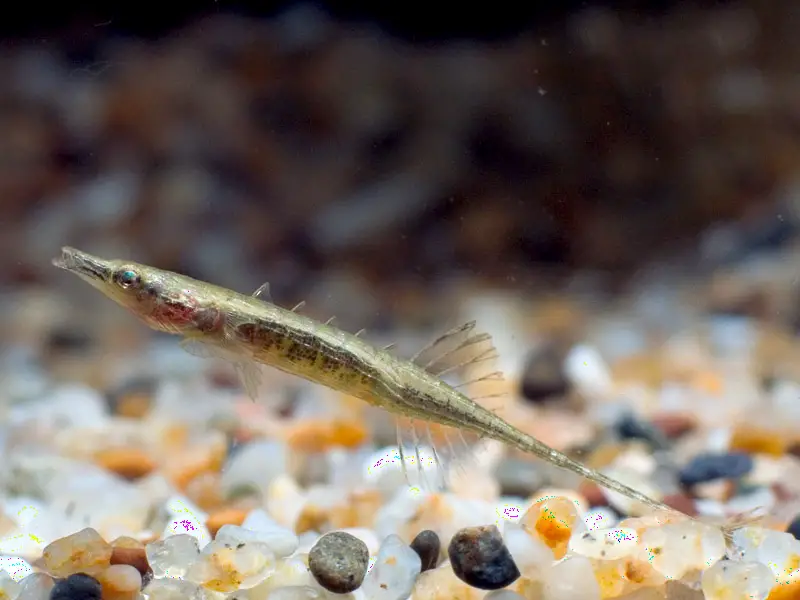 Indostomus paradoxus photo