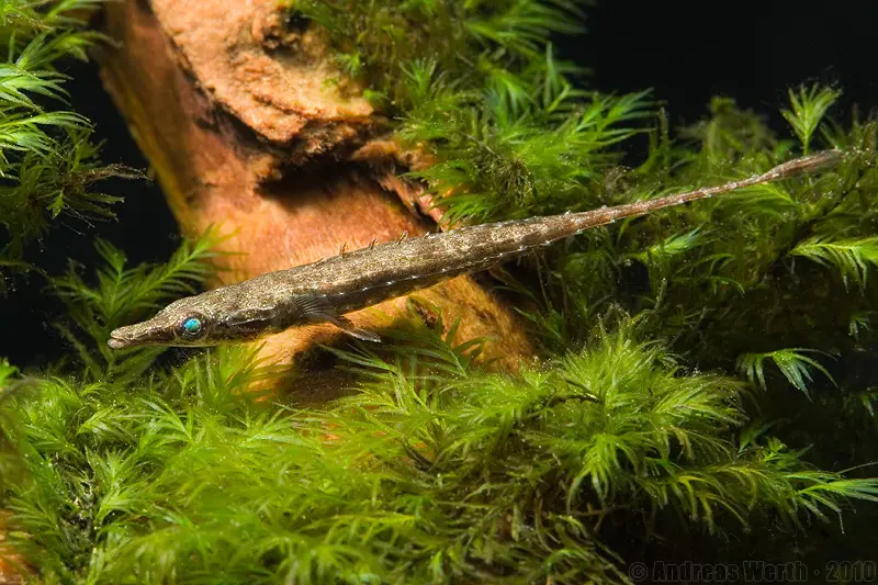 Indostomus crocodilus photo