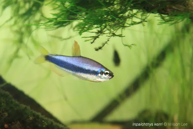 Inpaichthys kerri photo
