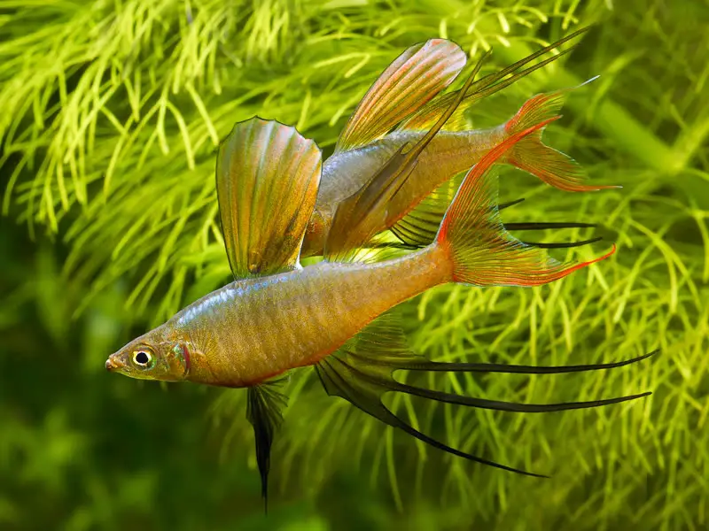 Iriatherina werneri photo