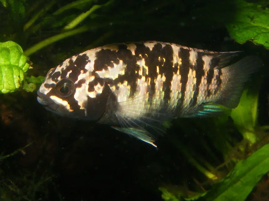 Ivanacara adoketa photo