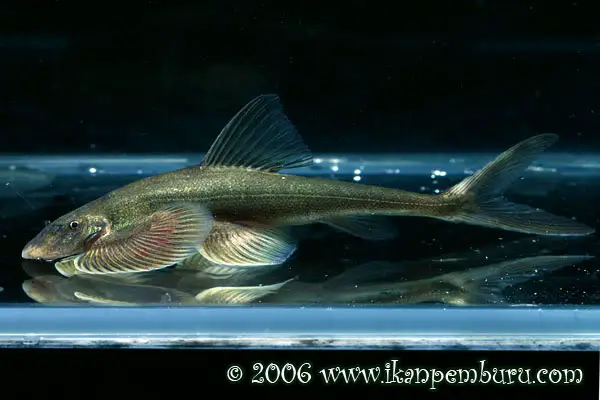Jinshaia sinensis photo