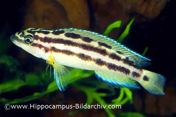 Julidochromis ornatus photo