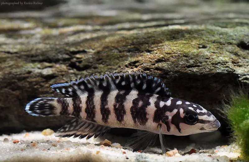 Julidochromis transcriptus photo