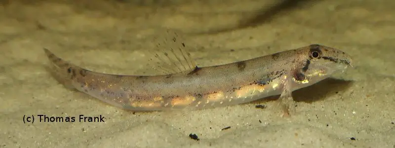 Kottelatlimia hipporhynchos photo