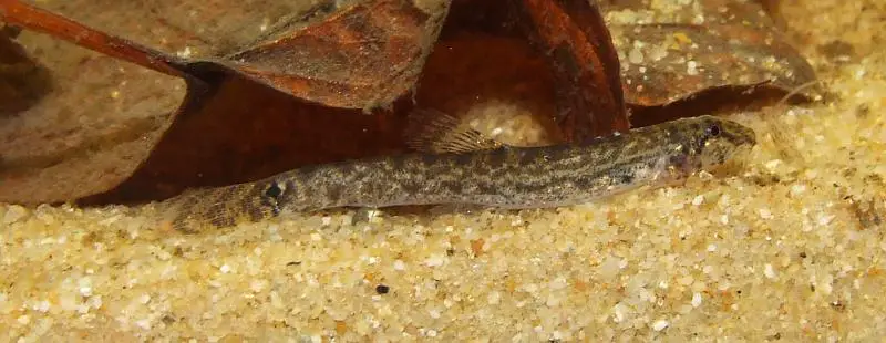 Kottelatlimia pristes photo