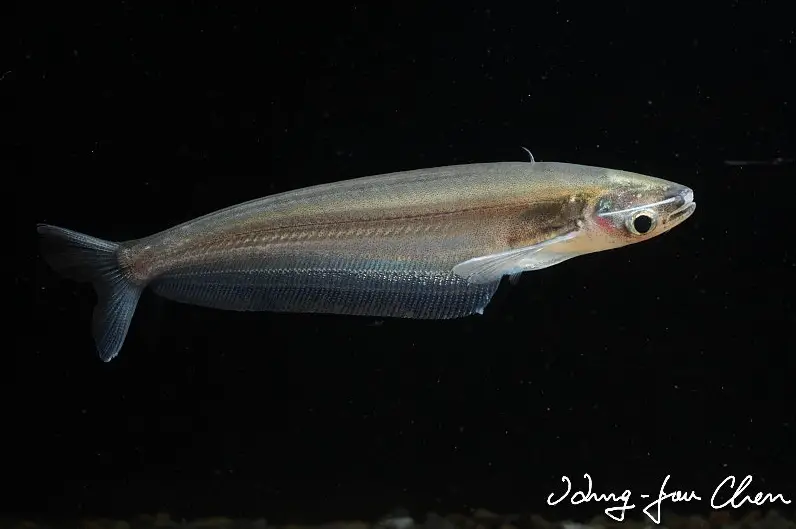 Kryptopterus cryptopterus photo