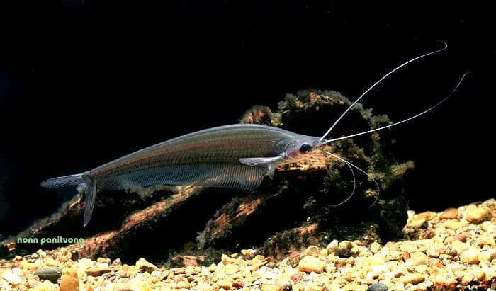 Kryptopterus limpok photo