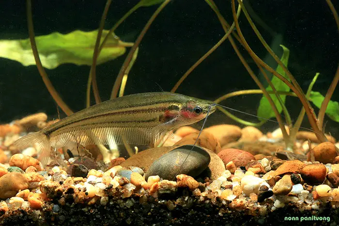 Kryptopterus macrocephalus photo