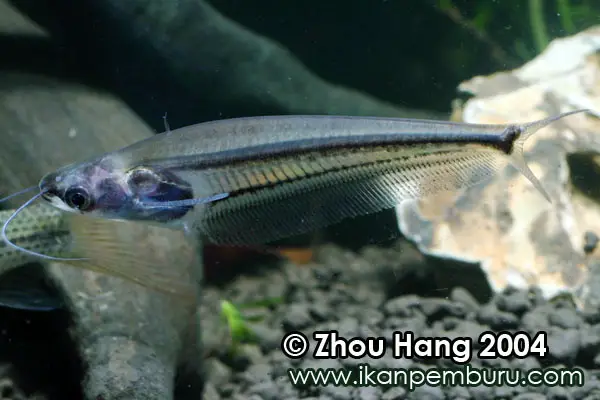 Kryptopterus palembangensis photo