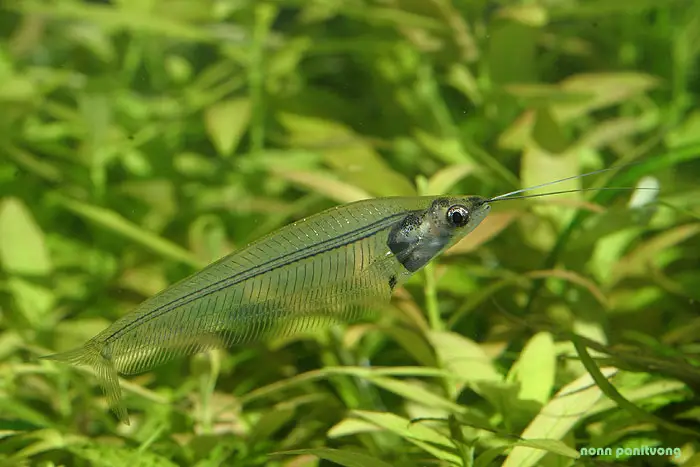 Kryptopterus vitreolus photo