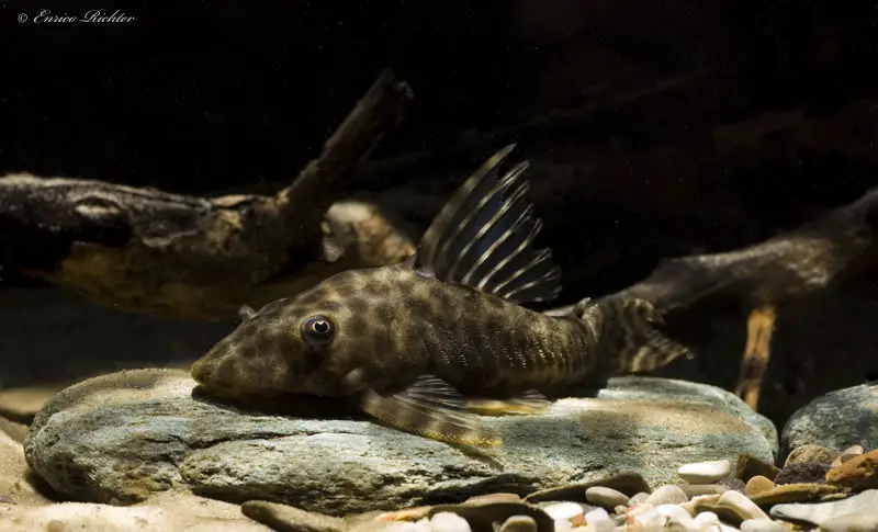 Peckoltia bachi photo