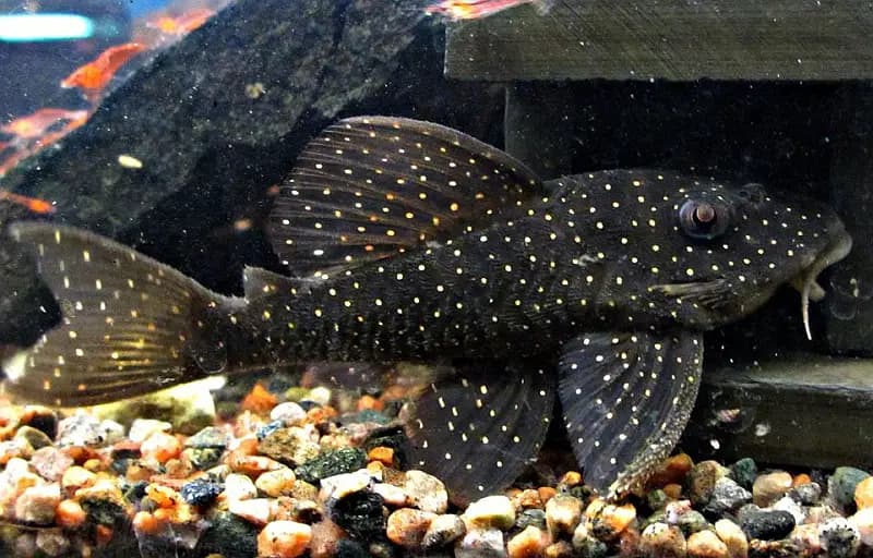 Hypancistrus sp. photo