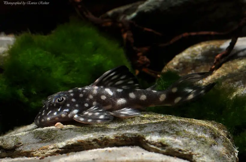 Hypancistrus inspector photo