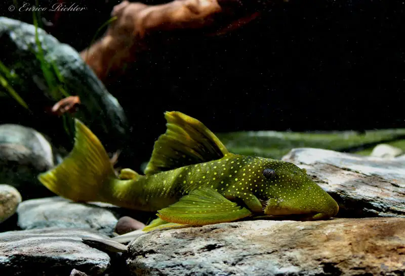 Baryancistrus demantoides photo