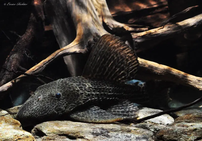 Megalancistrus sp. photo