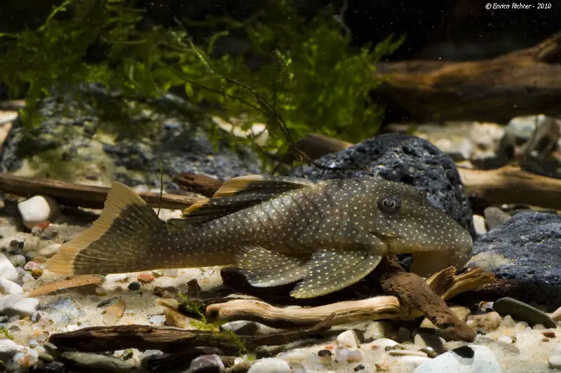 Baryancistrus sp. cf. xanthellus photo