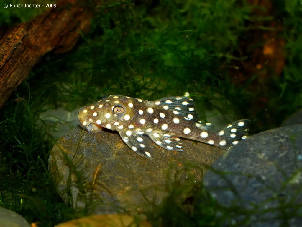 Baryancistrus sp. l142 photo