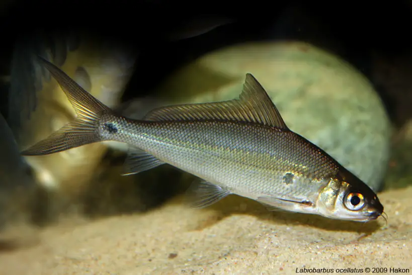 Labiobarbus ocellatus photo