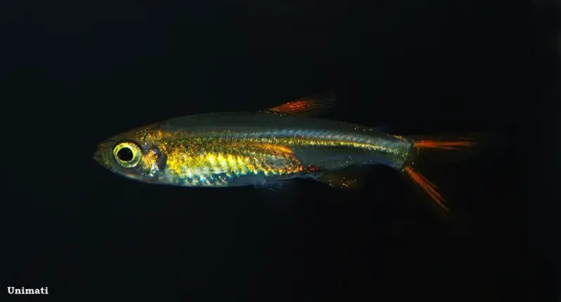 Ladigesia roloffi photo