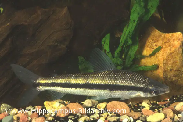 Laemolyta taeniata photo