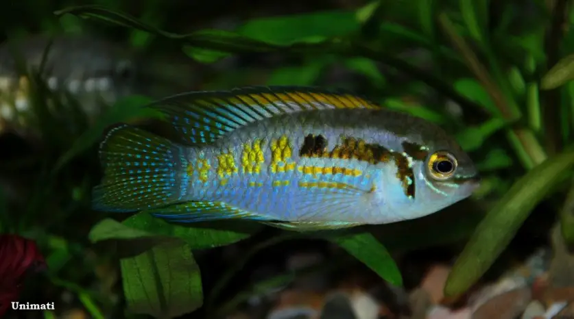 Laetacara araguaiae photo