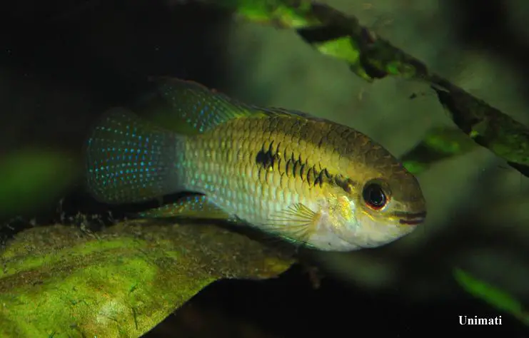 Laetacara curviceps photo