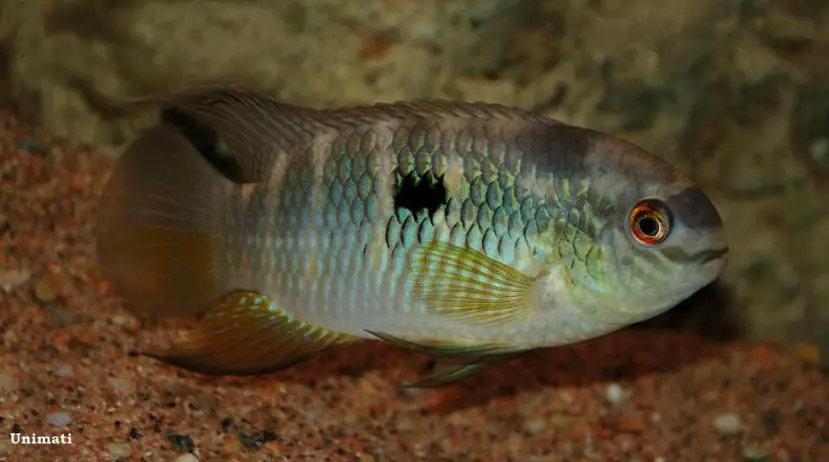 Laetacara fulvipinnis photo