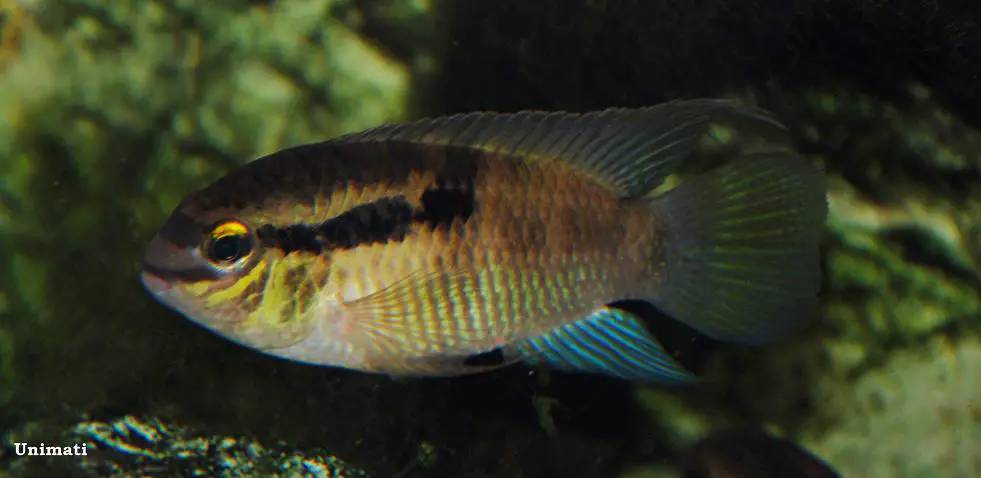 Laetacara thayeri photo