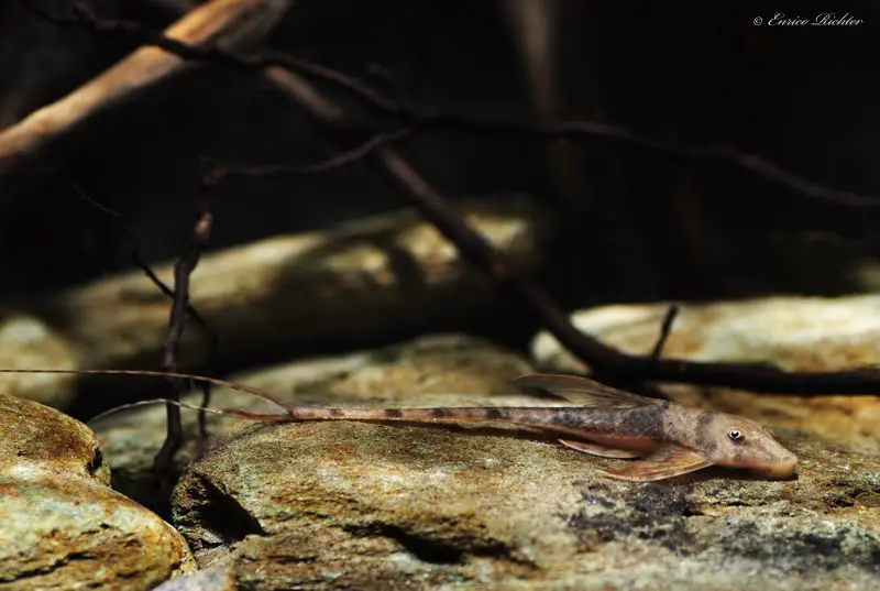 Lamontichthys filamentosus photo