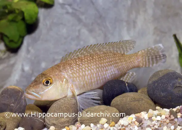 Lamprologus callipterus photo