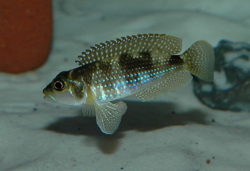 Lamprologus stappersi photo