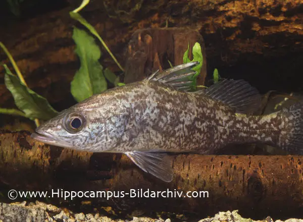 Lates angustifrons photo