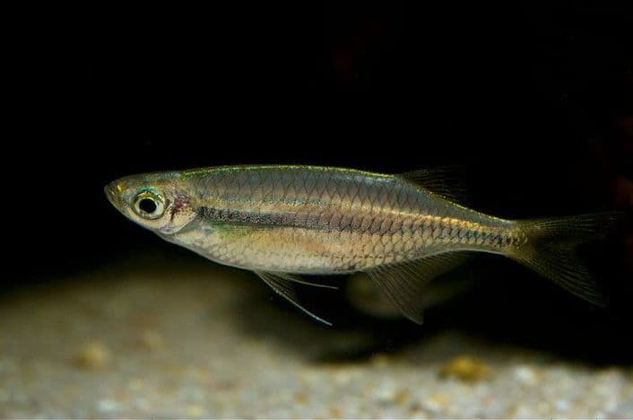 Laubuka fasciata photo