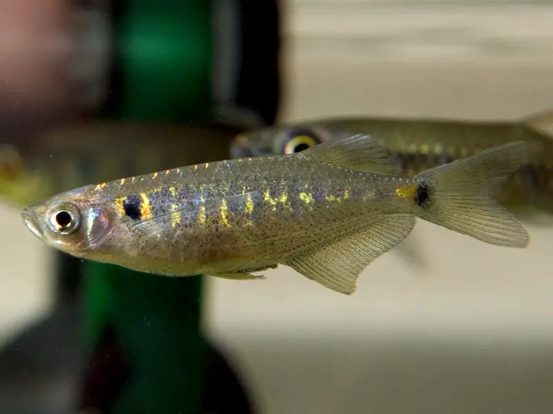 Laubuka laubuca photo