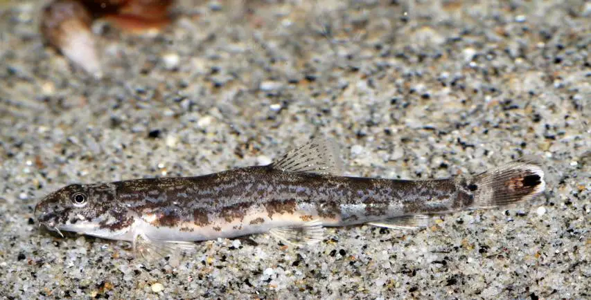 Lepidocephalichthys annandalei photo